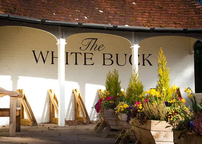 The White Buck