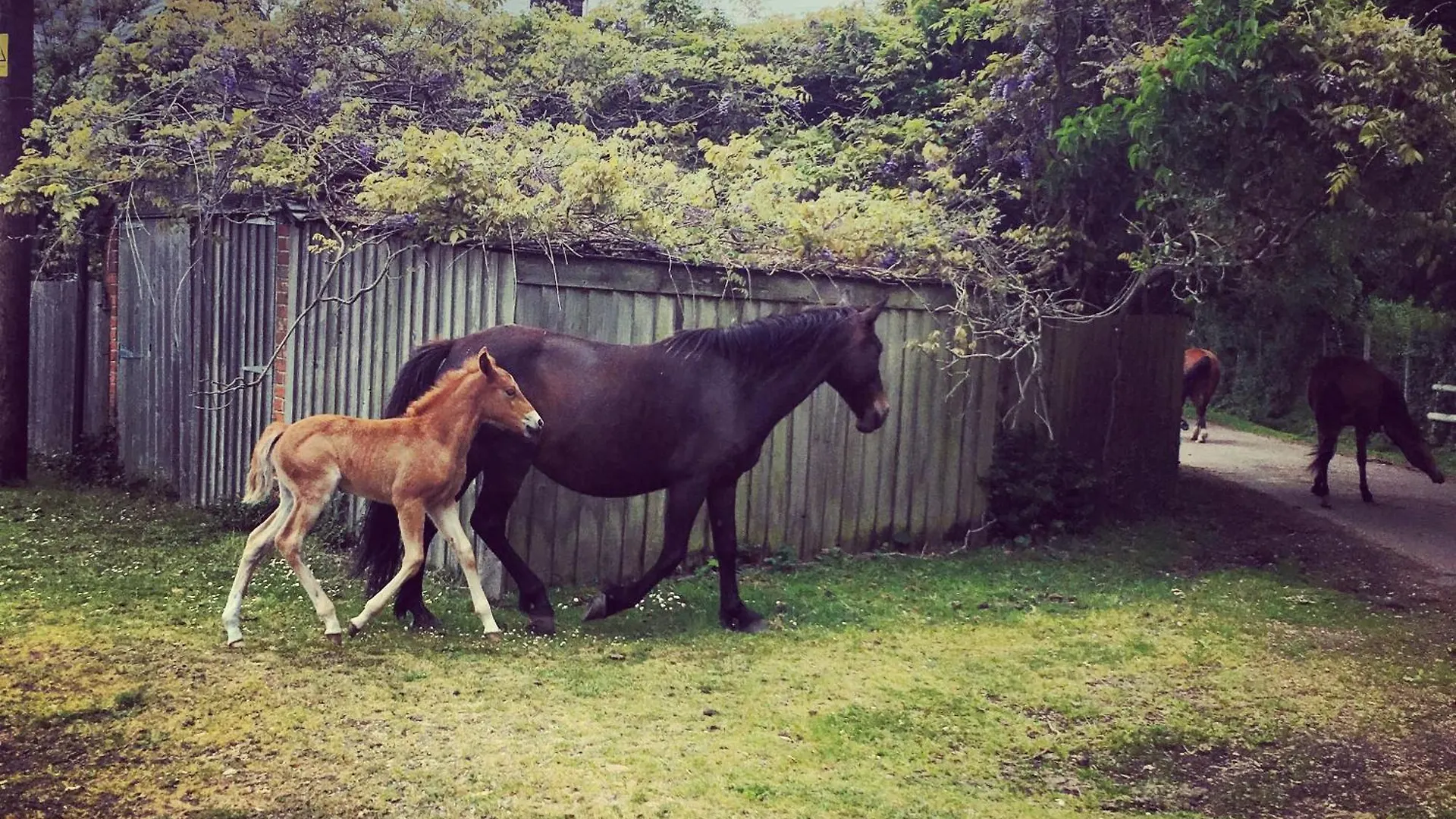 5 Family-Friendly Hotels in New Forest for an Easy UK Break