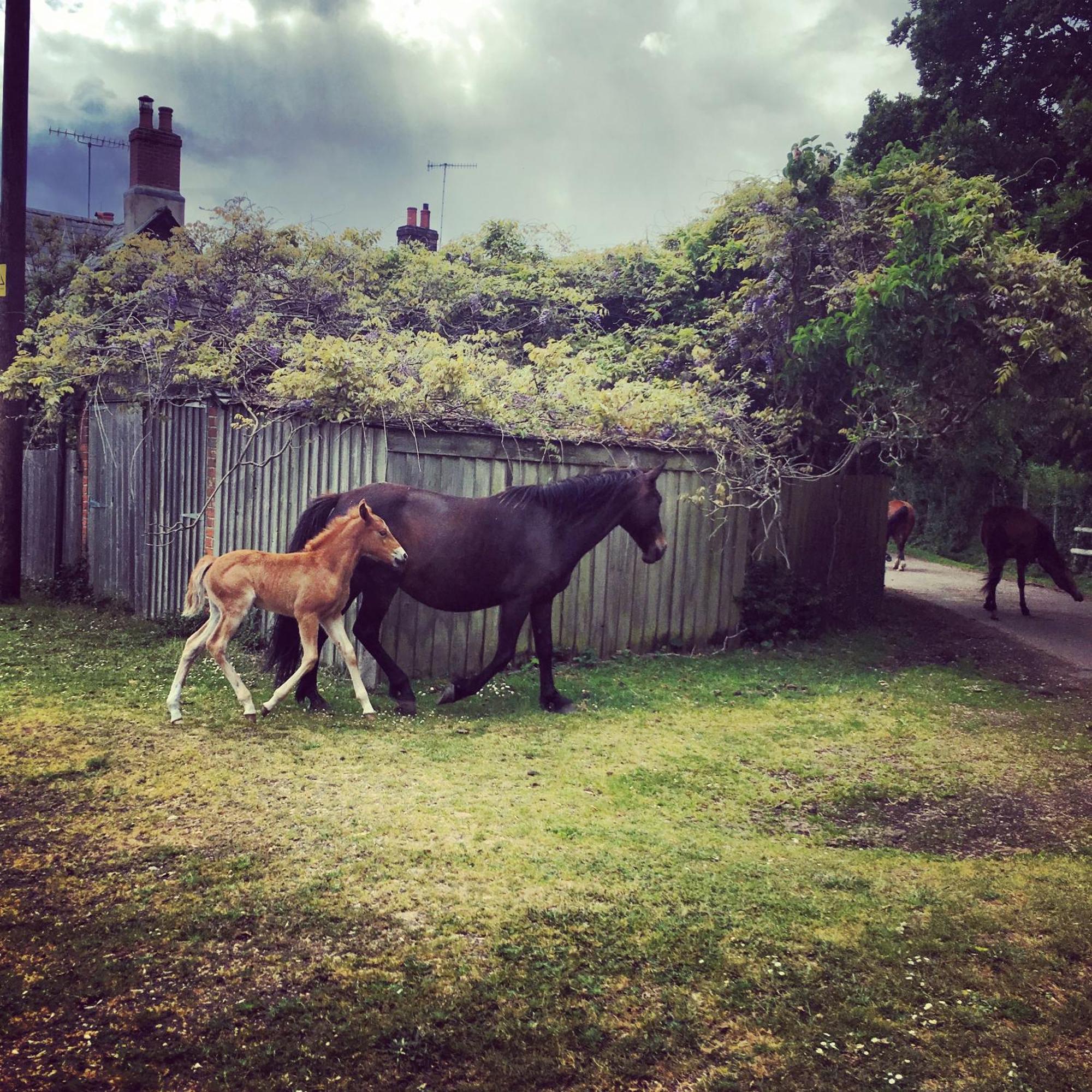 5 Family-Friendly Hotels in New Forest for an Easy UK Break